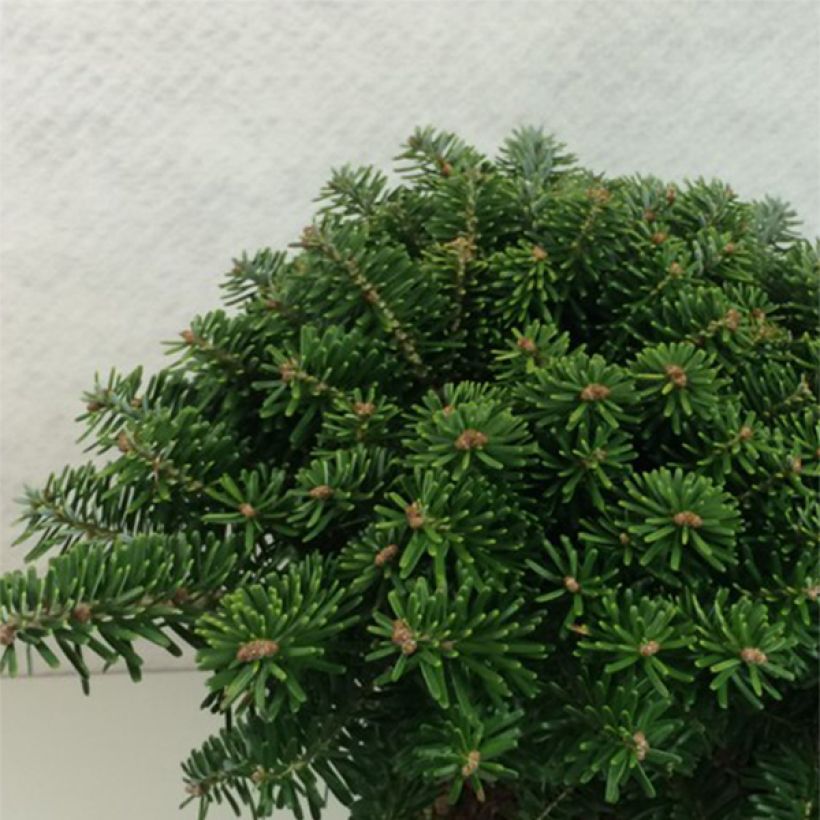 Sapin de Corée - Abies koreana Tundra (Plant habit)