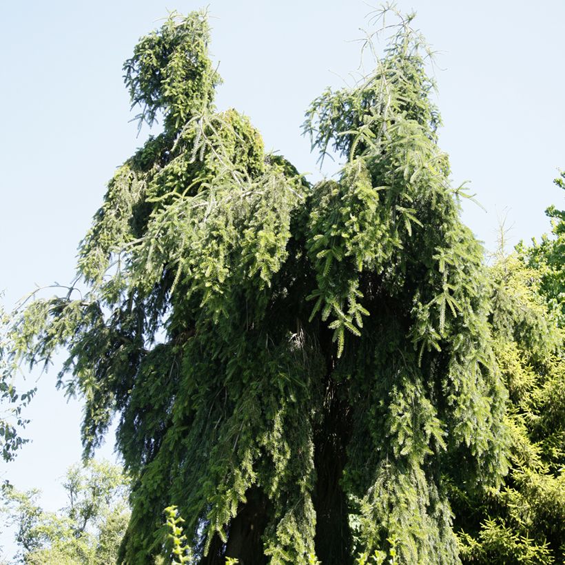 Sapin de Nordmann - Abies nordmanniana Pendula (Port)
