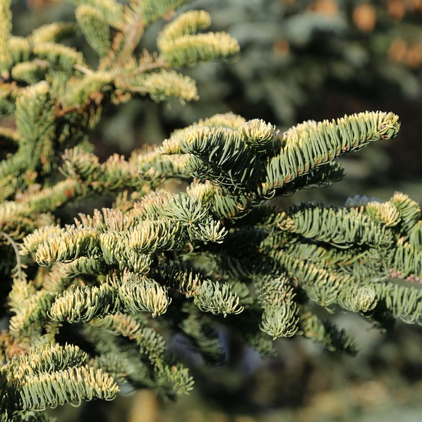 Sapin noble - Abies procera Sherwoodii (Foliage)