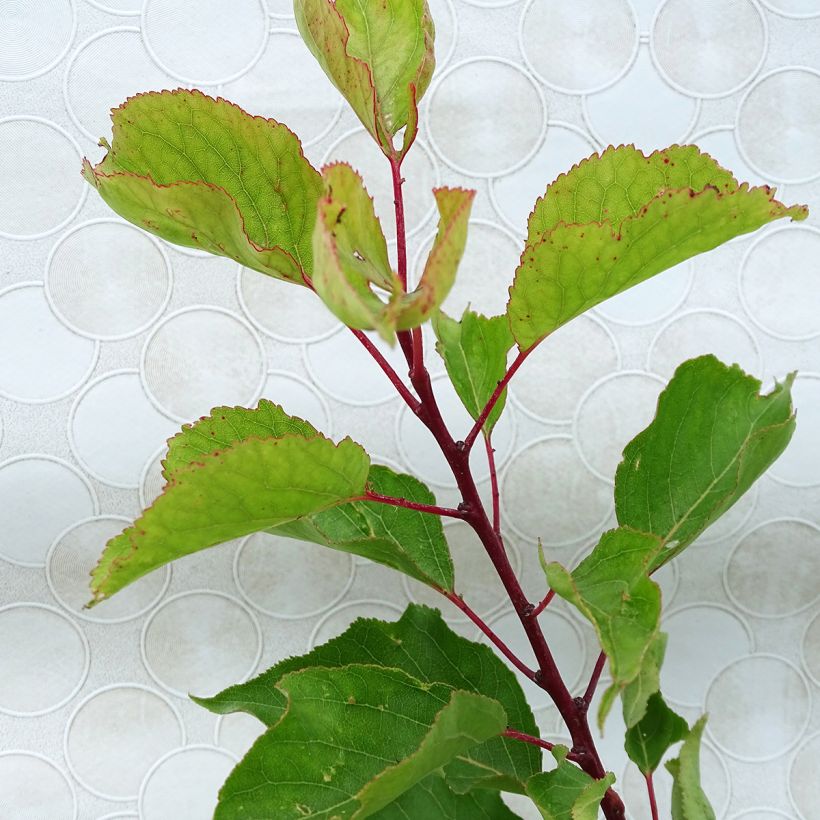 Abricotier Bergeron (Foliage)