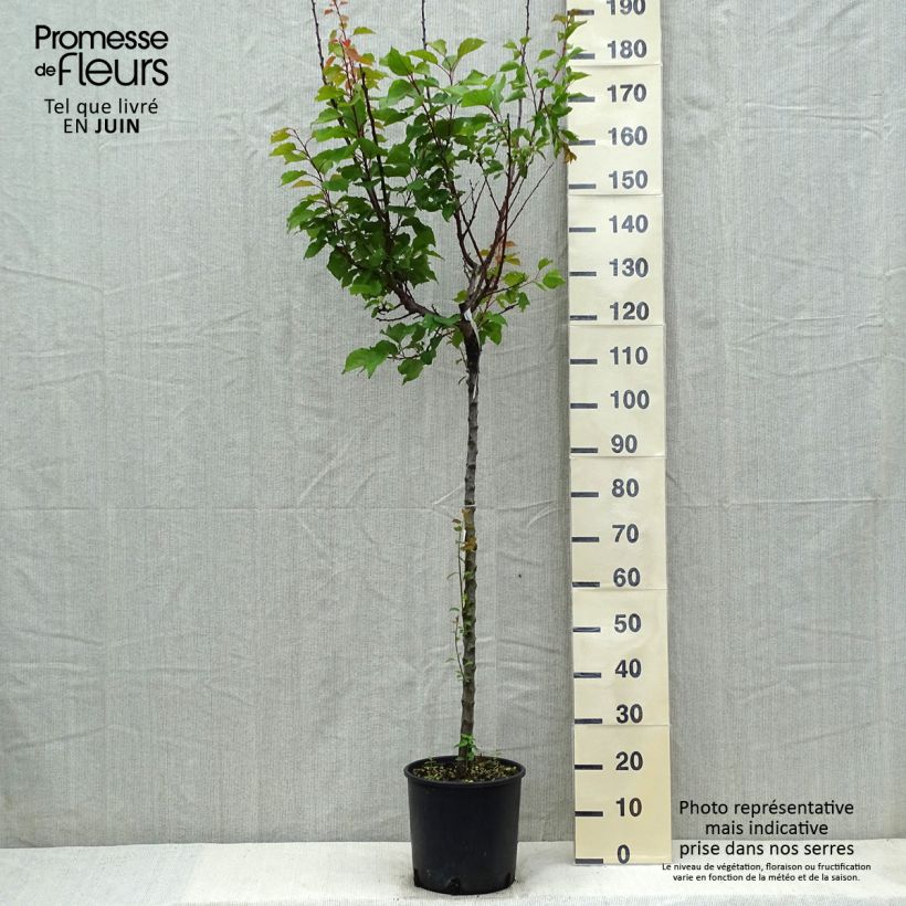 Example of Abricotier Hargrand Pot de 12L/15L, Demi-Tige as you get in printemps