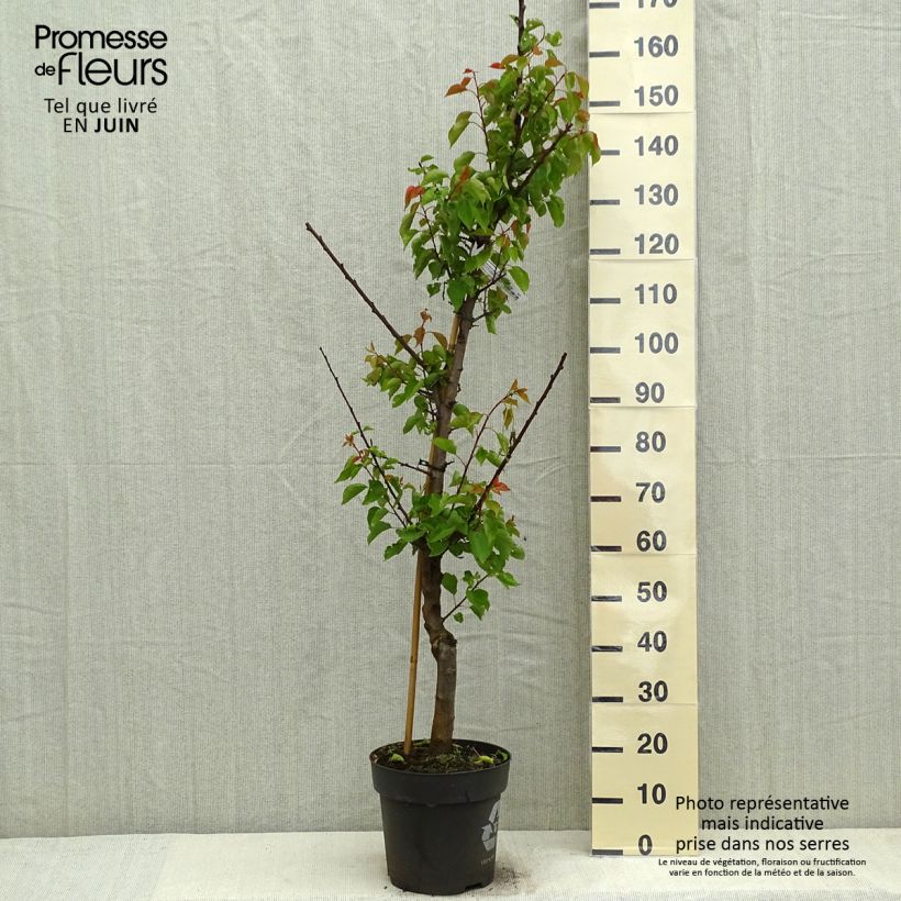 Example of Abricotier Hargrand Pot de 7,5L/10L, Gobelet as you get in printemps