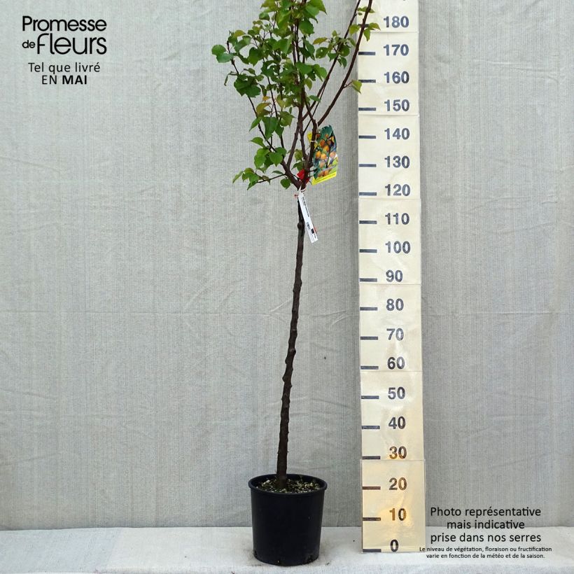 Example of Abricotier - Prunus armeniaca Bulida Pot de 7,5L/10L, Demi-Tige as you get in printemps