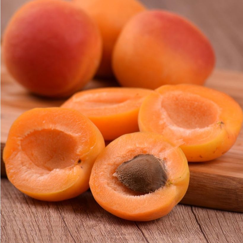 Abricotier Royal (Harvest)