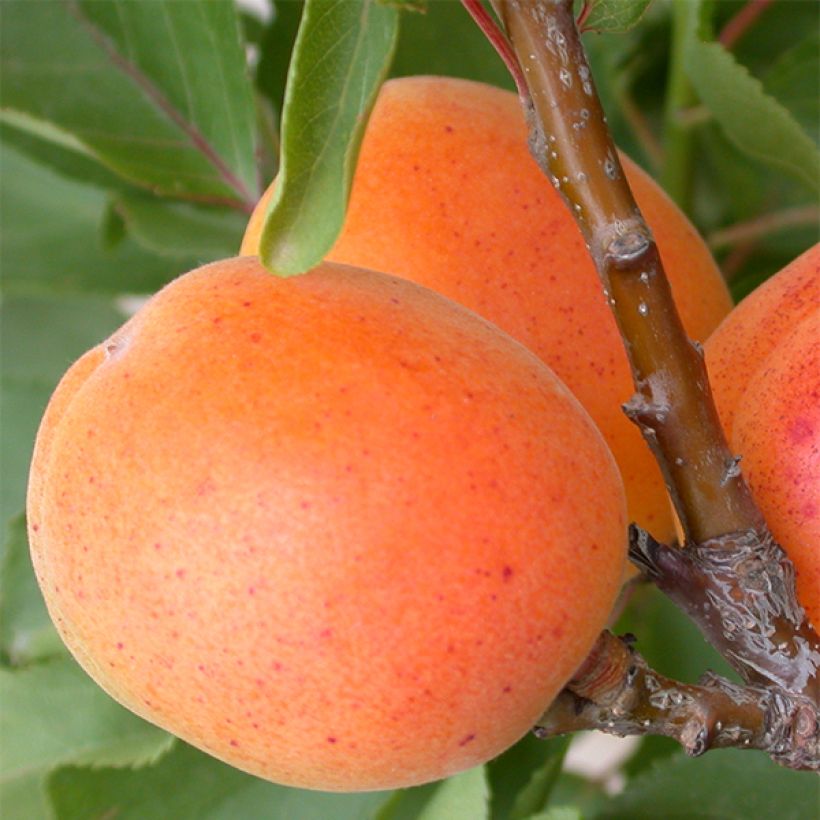 Abricotier nain Garden Aprigold (Harvest)