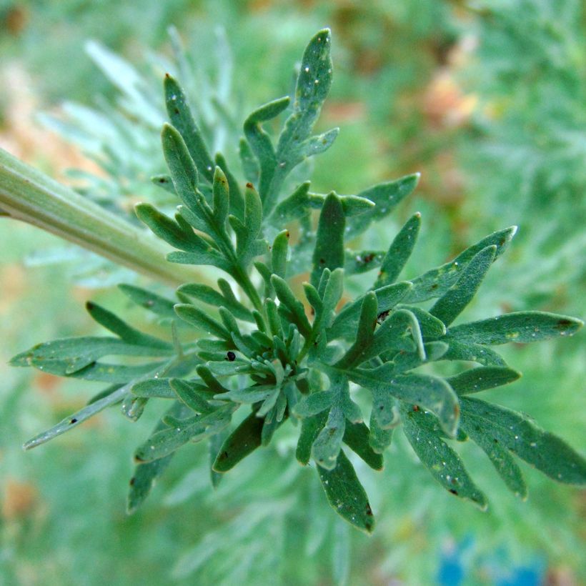 Absinthe - Artemisia absinthium (Flowering)