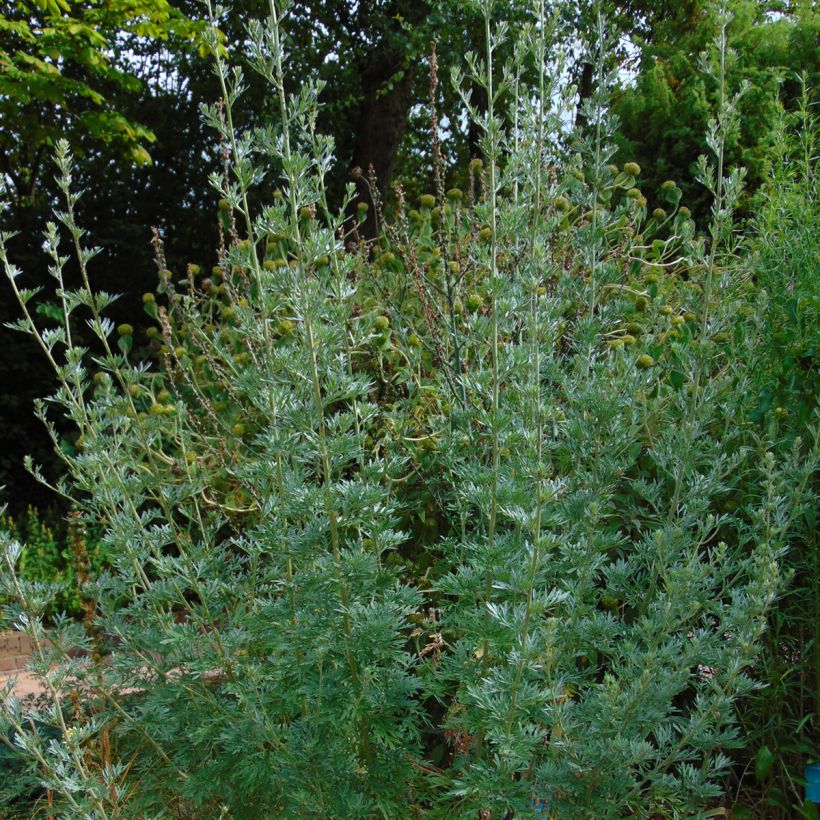 Absinthe - Artemisia absinthium (Plant habit)