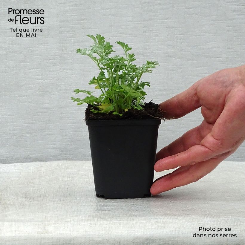 Example of Absinthe - Artemisia absinthium Godet de 8/9 cm as you get in printemps