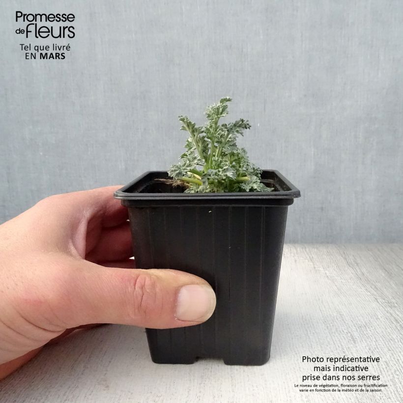 Example of Absinthe - Artemisia absinthium BIO Godet de 7/8 cm as you get in printemps