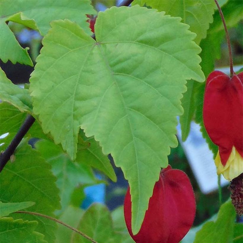 Abutilon megapotamicum - Abutilon du grand fleuve (Foliage)