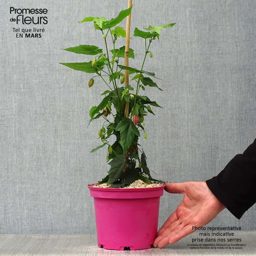 Example of Abutilon Pink Charm Pot de 3L/4L as you get in printemps