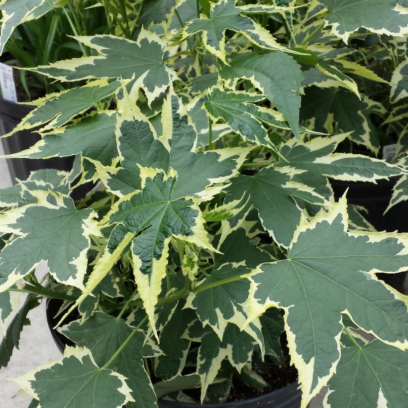 Abutilon Souvenir de Bonn (Foliage)