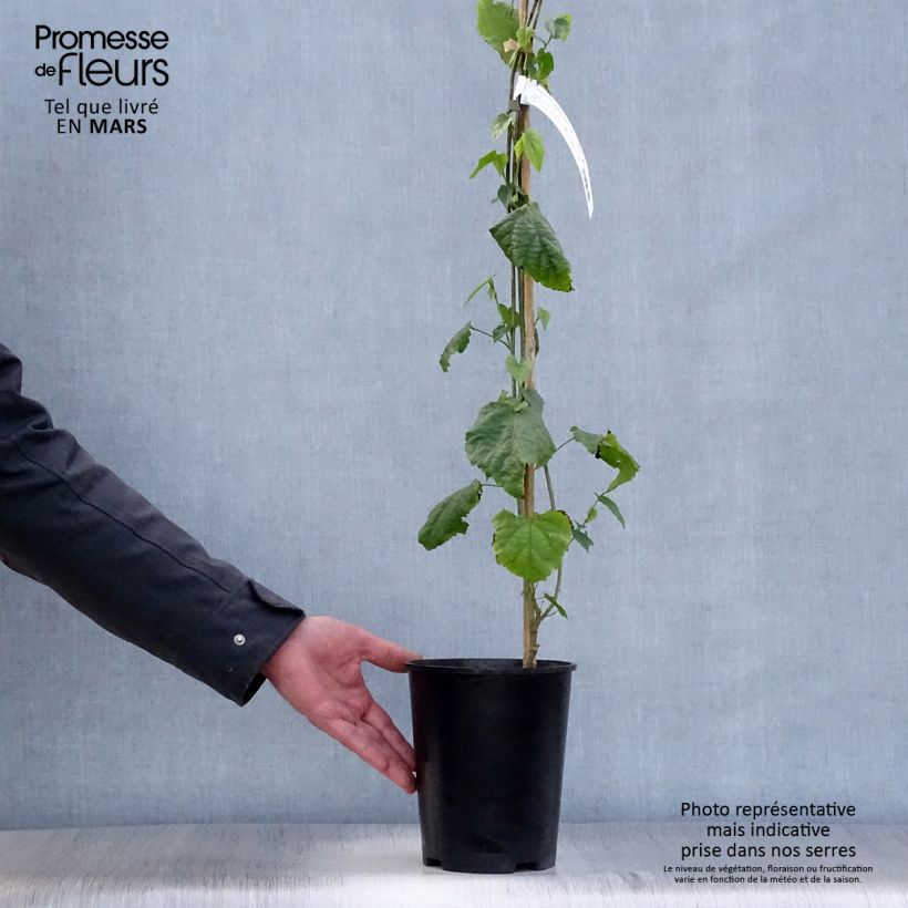 Example of Abutilon megapotamicum - Abutilon du grand fleuve Pot de 3L/4L as you get in printemps