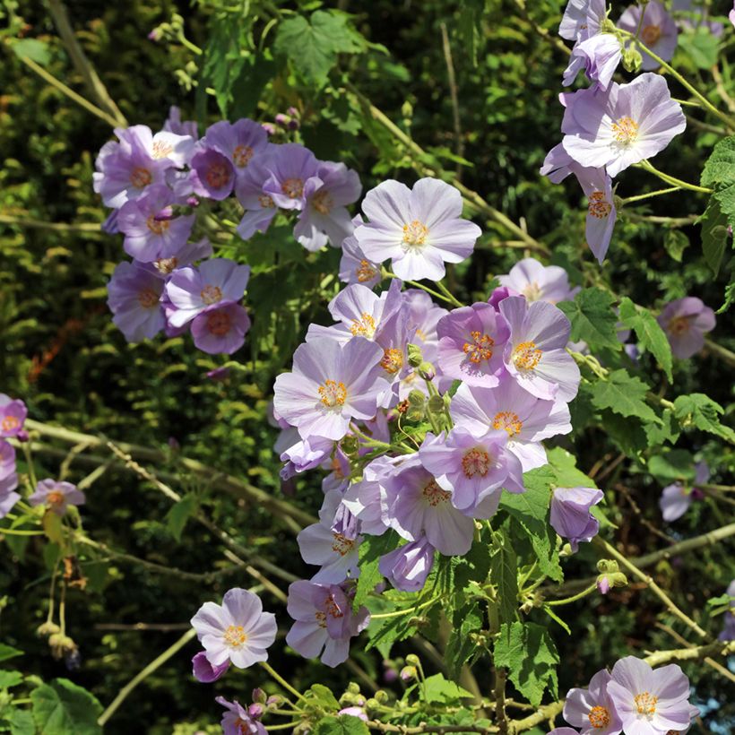 Abutilon vitifolium (Floraison)