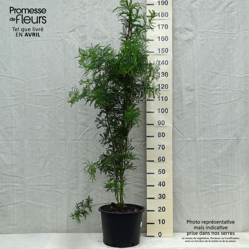 Example of Acacia baileyana - Mimosa de Bailey Pot de 7,5L/10L as you get in printemps