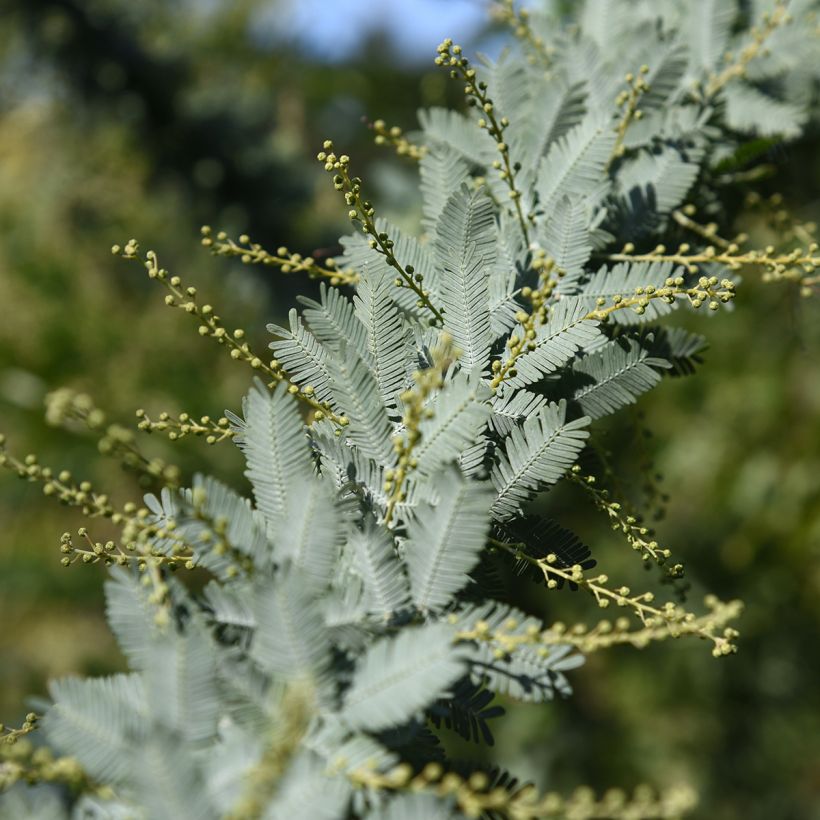 Acacia baileyana - Mimosa de Bailey (Foliage)