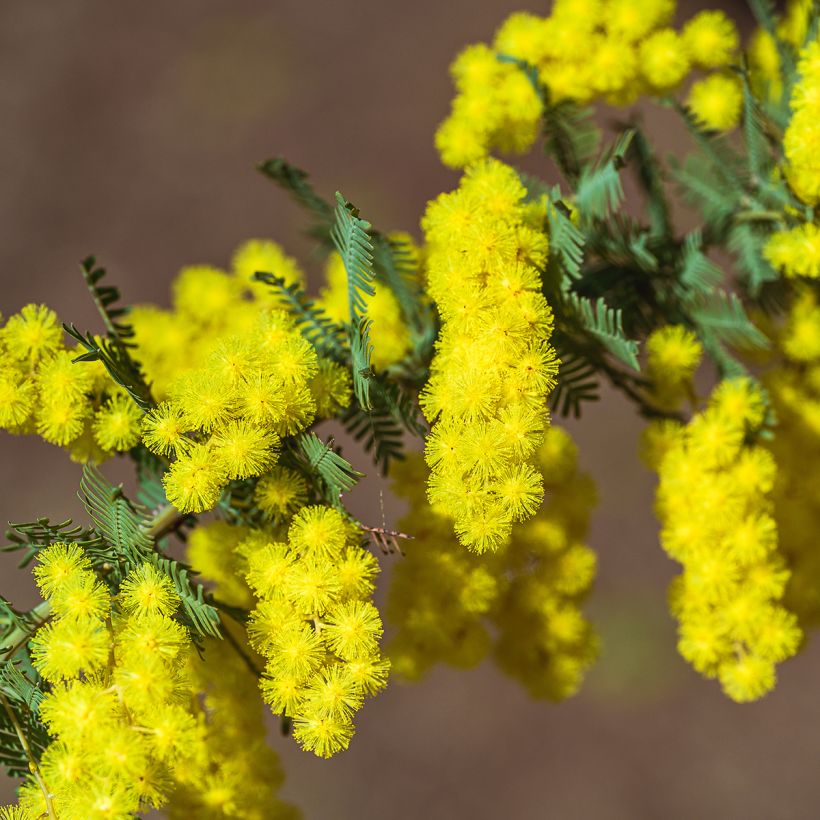 Acacia baileyana - Mimosa de Bailey (Flowering)