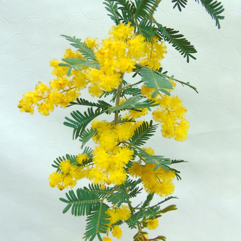 Acacia baileyana Purpurea - Mimosa de Bailey pourpre (Flowering)