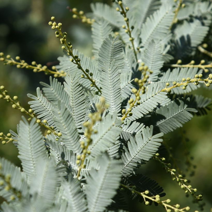 Acacia baileyana Songlines - Mimosa de Bailey (Foliage)