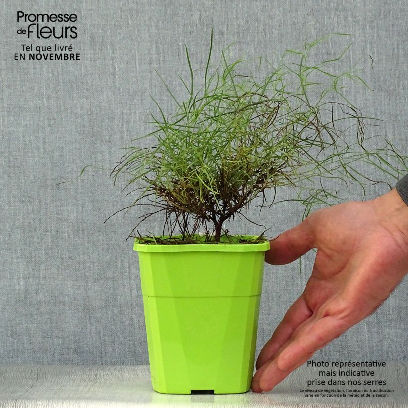 Spécimen de Acacia cognata Limelight - Mimosa nain Pot de 1L/1,5L tel que livré en automne
