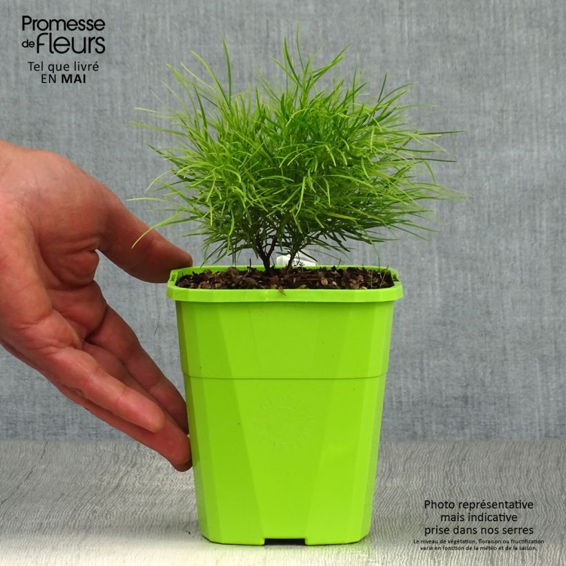 Spécimen de Acacia cognata Limelight - Mimosa nain Pot de 1L/1,5L tel que livré au printemps