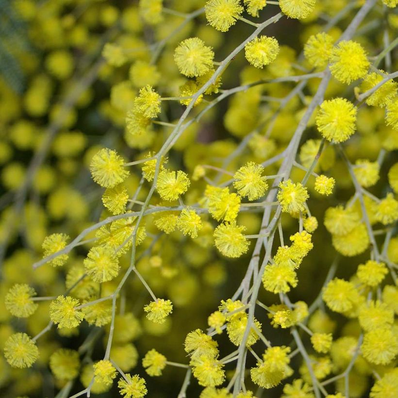 Mimosa - Acacia dealbata (Flowering)