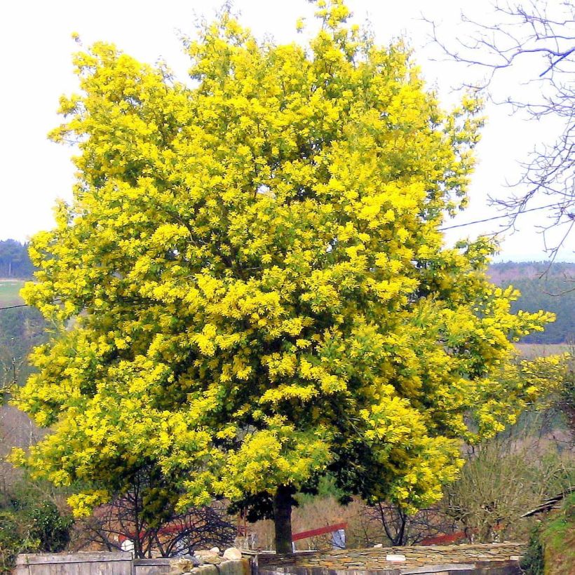 Mimosa - Acacia dealbata (Plant habit)