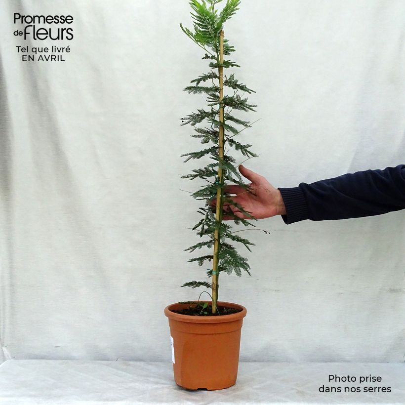Example of Acacia dealbata Gaulois Astier - Mimosa des fleuristes Pot de 2L/3L as you get in printemps