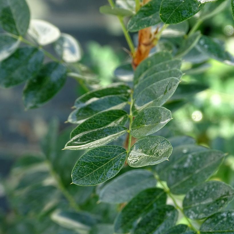 Caragana arborescens - Acacia jaune, Caraganier de Sibérie (Foliage)