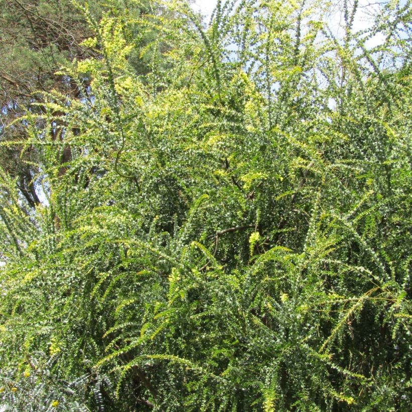 Mimosa - Acacia pravissima (Plant habit)