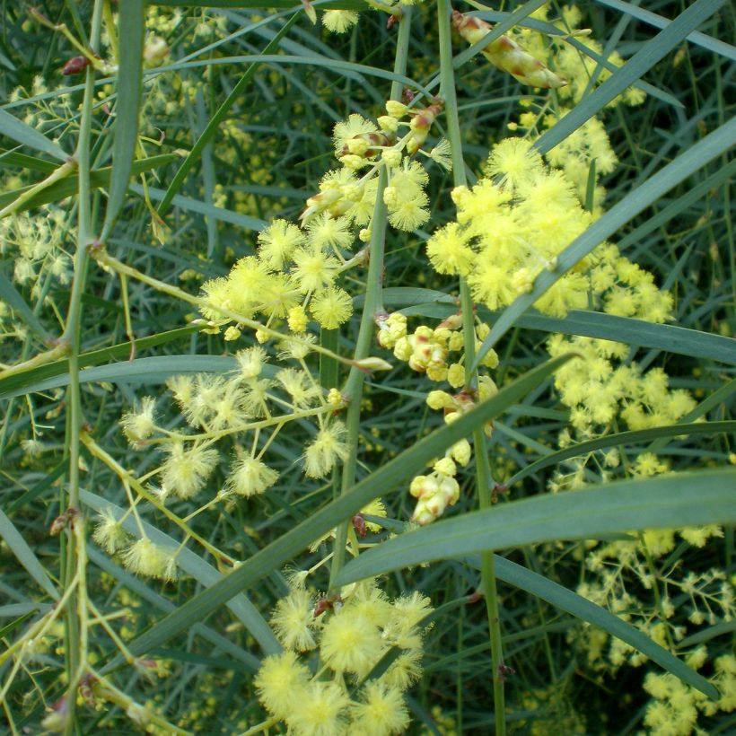 Mimosa à feuilles de saule - Acacia iteaphylla (Flowering)