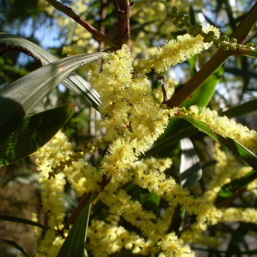 Mimosa à longues feuilles - Acacia longifolia (Flowering)