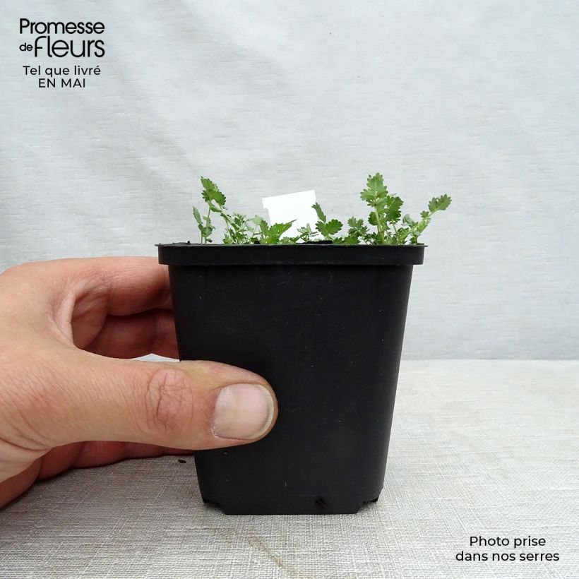 Example of Acaena buchananii - Lampourde Godet de 8/9 cm as you get in printemps