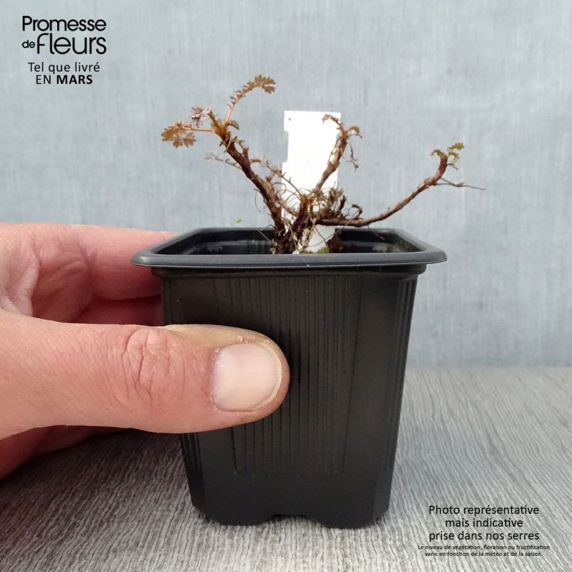 Spécimen de Acaena hybride Blue Haze - Lampourde Godet de 8/9 cm tel que livré au printemps