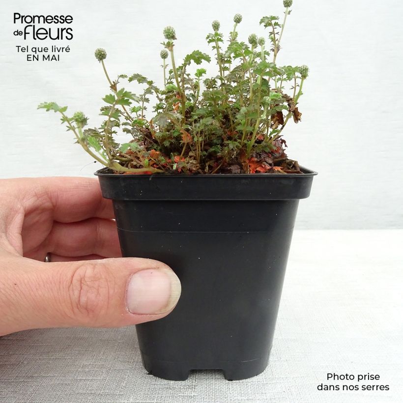 Example of Acaena inermis Purpurea - Lampourde Godet de 8/9 cm as you get in printemps