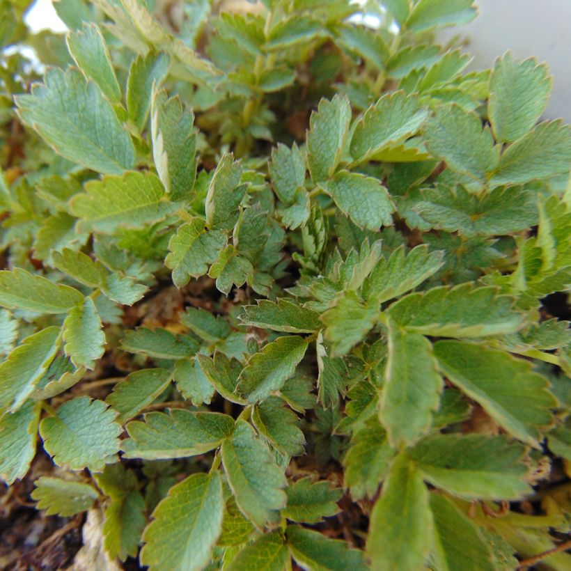Acaena magellanica - Lampourde Magellan (Foliage)