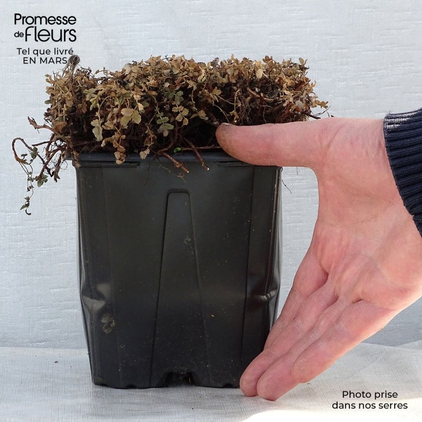 Example of Acaena magellanica - Lampourde Magellan Pot de 2L/3L as you get in printemps