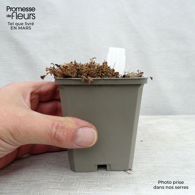 Example of Acaena microphylla Kupferteppich Godet de 8/9 cm as you get in printemps