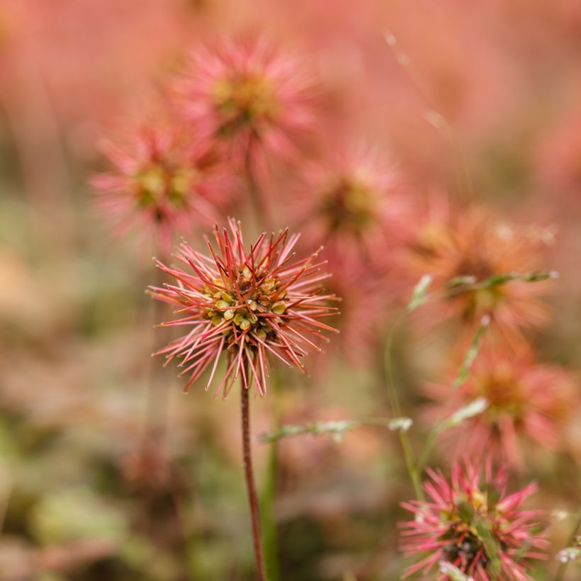 Acaena microphylla - Lampourde à petites feuilles (Flowering)
