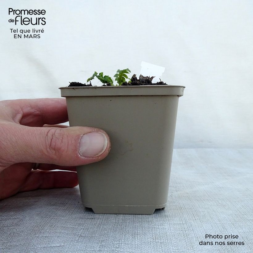 Example of Acanthe de Hongrie White Lips Godet de 8/9 cm as you get in printemps