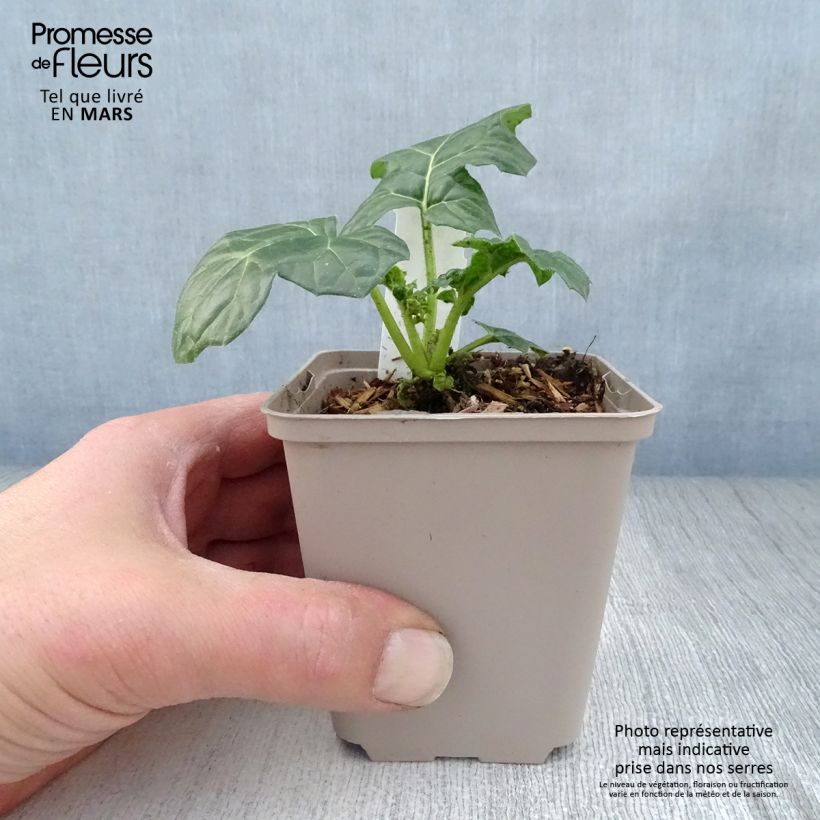 Example of Acanthe mollis Latifolius Godet de 8/9 cm as you get in printemps