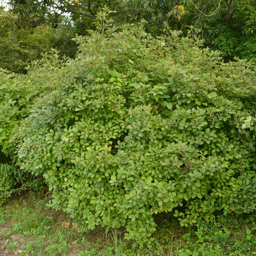 Acanthopanax henryi - Eleutherococcus (Port)