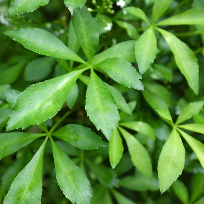 Acanthopanax henryi Nana - Eleutherococcus (Foliage)