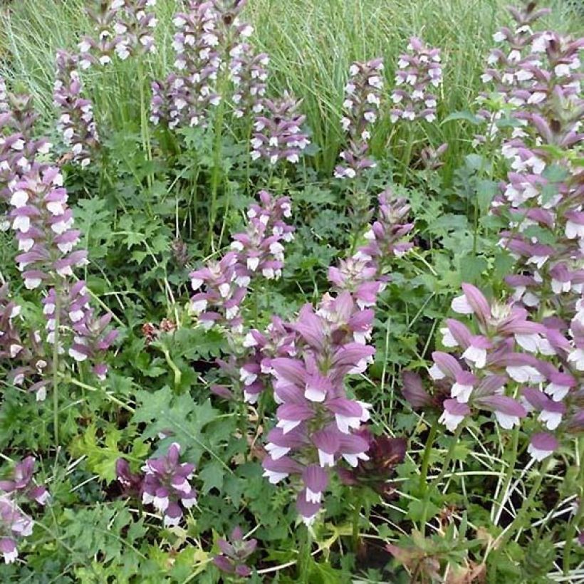 Acanthe hybride Morning Candle (Plant habit)