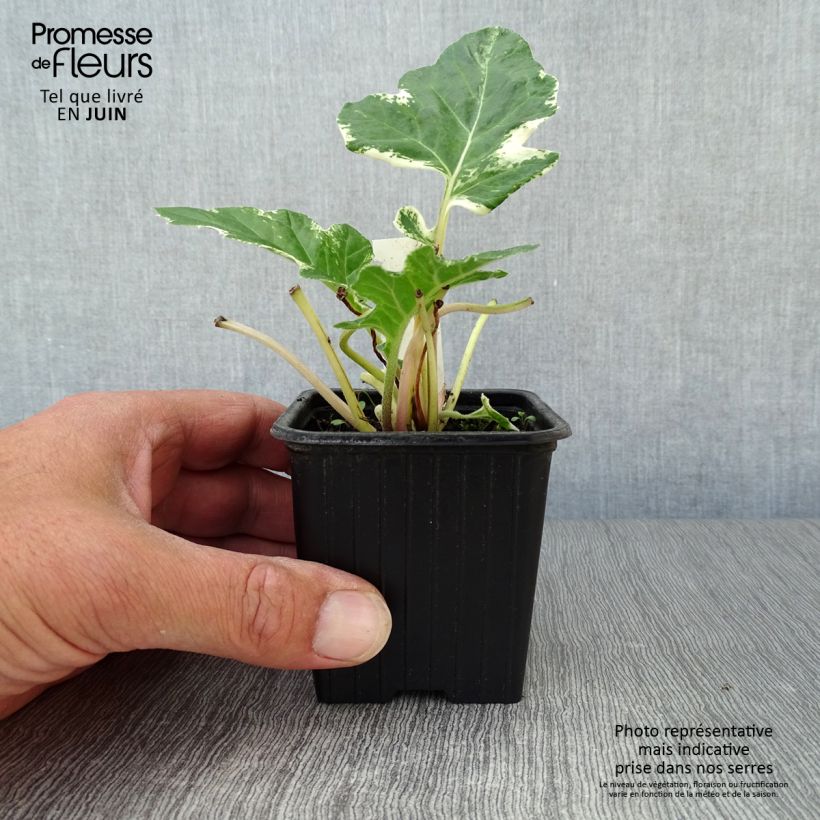 Spécimen de Acanthus Whitewater - Acanthe hybride panachée Godet de 7/8 cm tel que livré en été