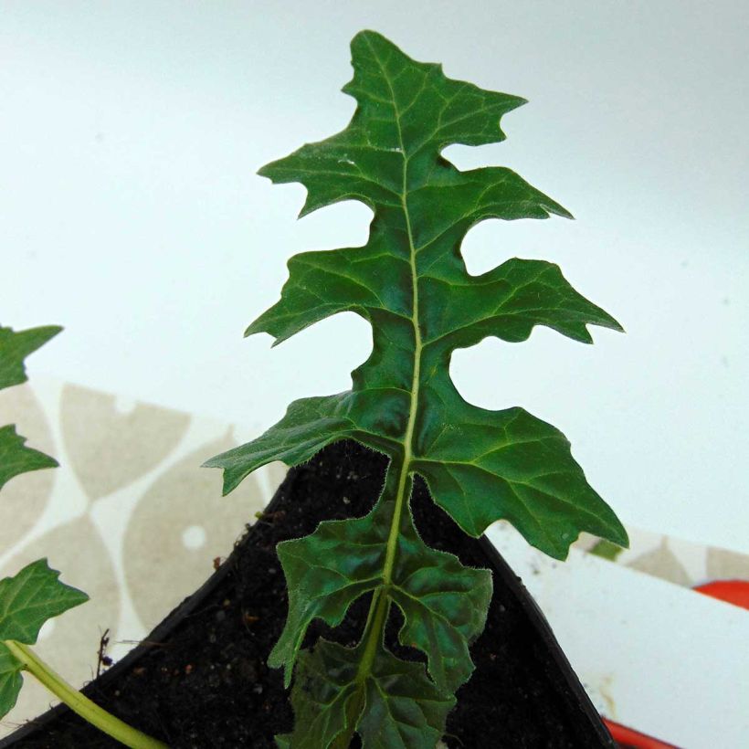 Acanthus hungaricus - Acanthe de hongrie (Foliage)