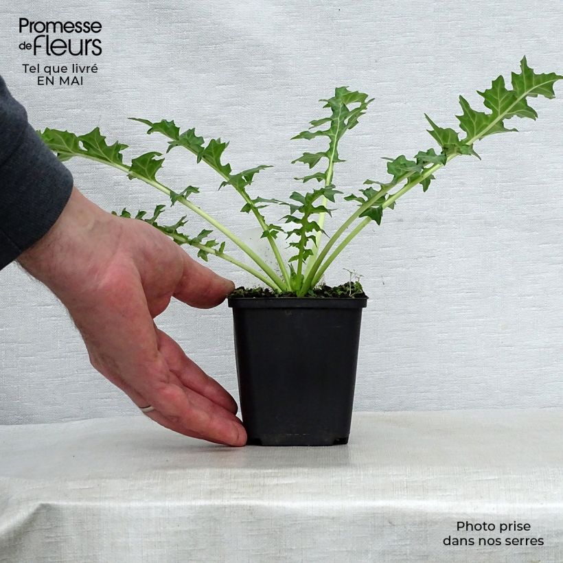 Example of Acanthus hungaricus - Acanthe de hongrie Godet de 8/9 cm as you get in printemps