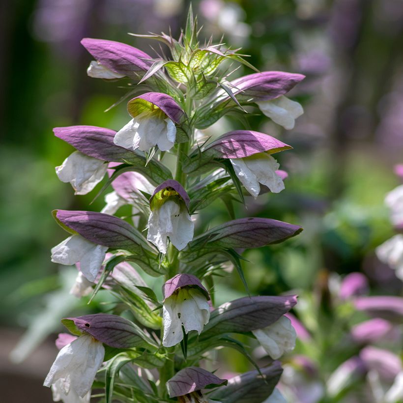 Acanthus hungaricus - Acanthe de hongrie (Flowering)