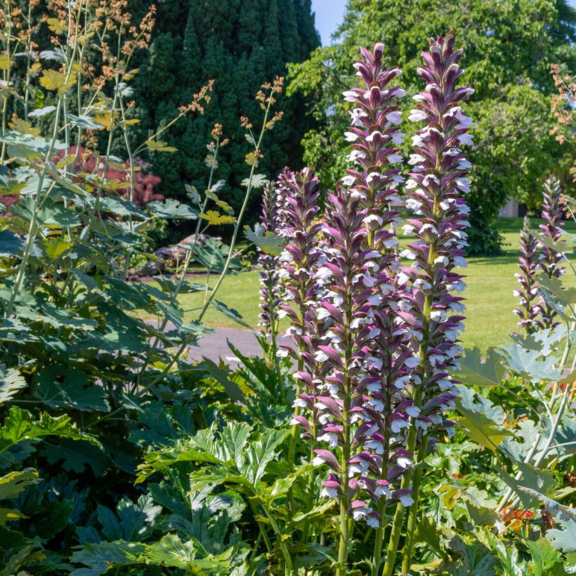 Acanthus hungaricus - Acanthe de hongrie (Plant habit)