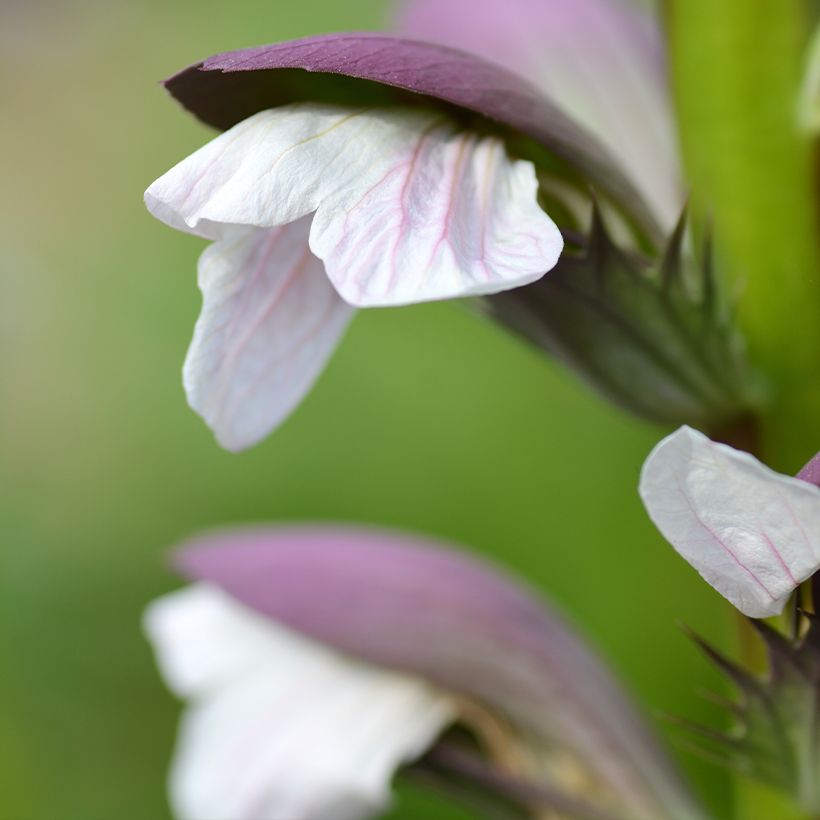 Acanthus mollis - Acanthe à feuilles molles (Flowering)